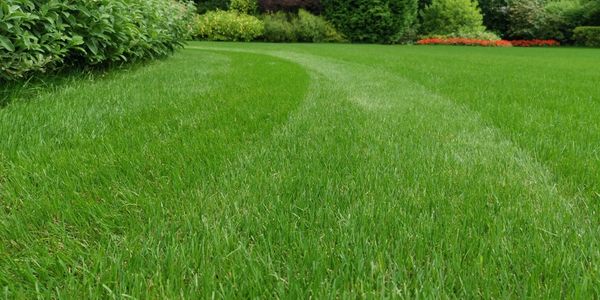 Beautiful green grass treated twice a year and scarified and overseeded annually.