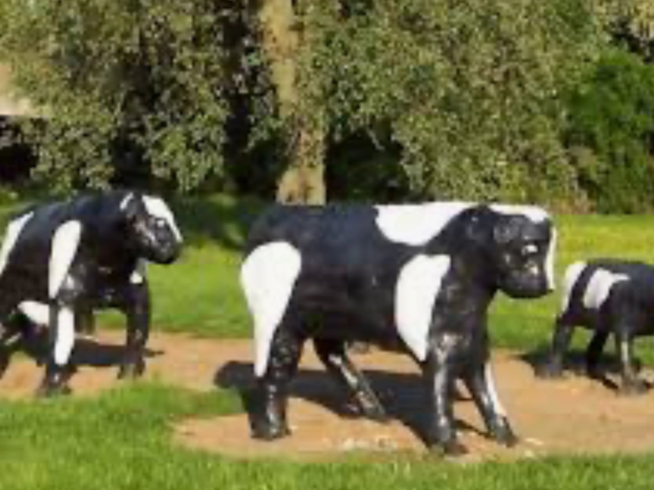 Black and white cow statues in a grassy outdoor area.