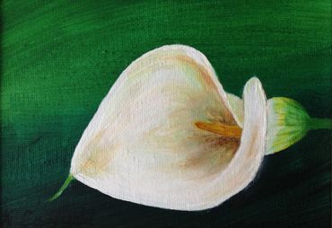 "Elegance" (calla lily)