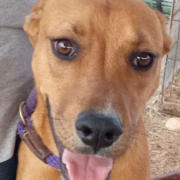 scheduled to be euthanized  at Douglas shelter - rescued, and now adopted!!