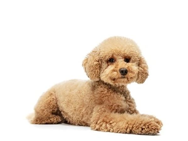 Curly-haired brown dog lying down.