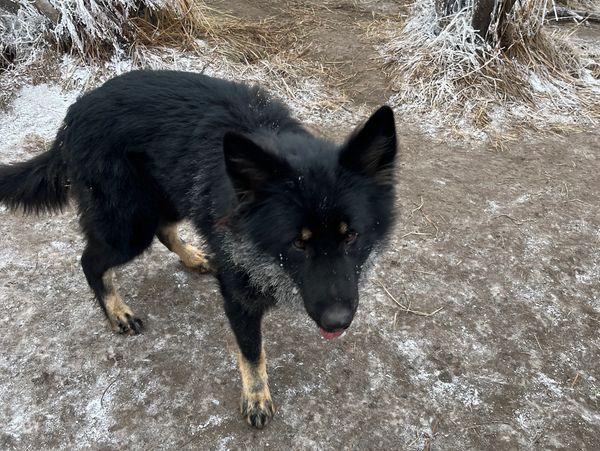 Long-coat German Shepherd