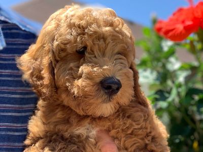 Adoption Details Texas Mini Doodles