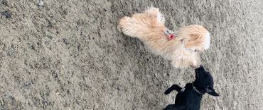 Puppies playing