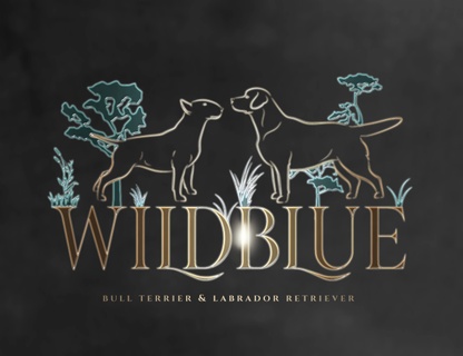 Wildblue Labradors and English Standard and Mini Bull Terriers