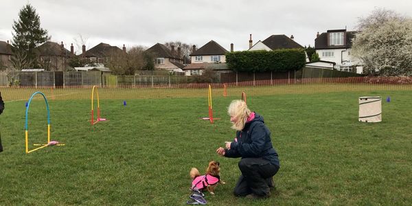 Sue Ashforth- Happy Pets Services 1:1 dog training 