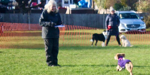 Sue Ashforth- Happy Pets Services 1:1 dog training Cheam Surrey 