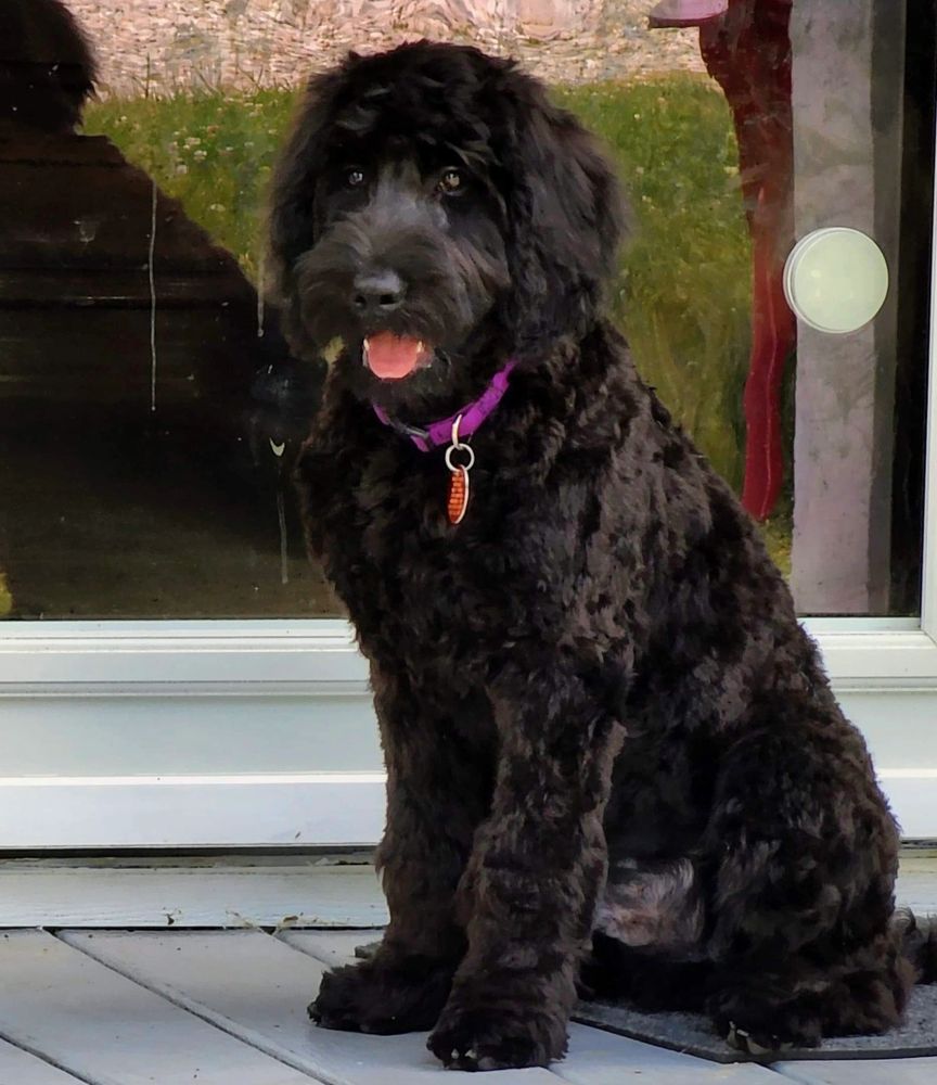 black goldendoodle puppies