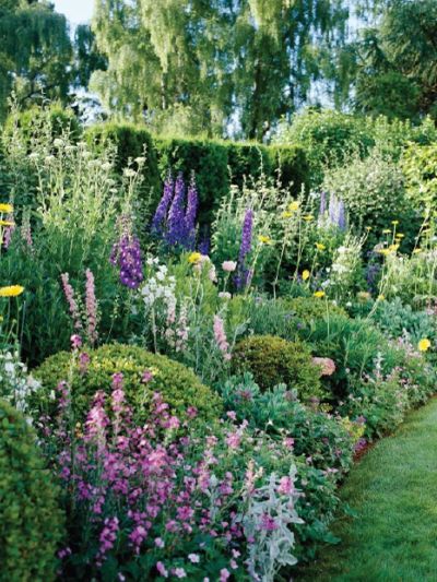 Selection of beautiful perennial plants
