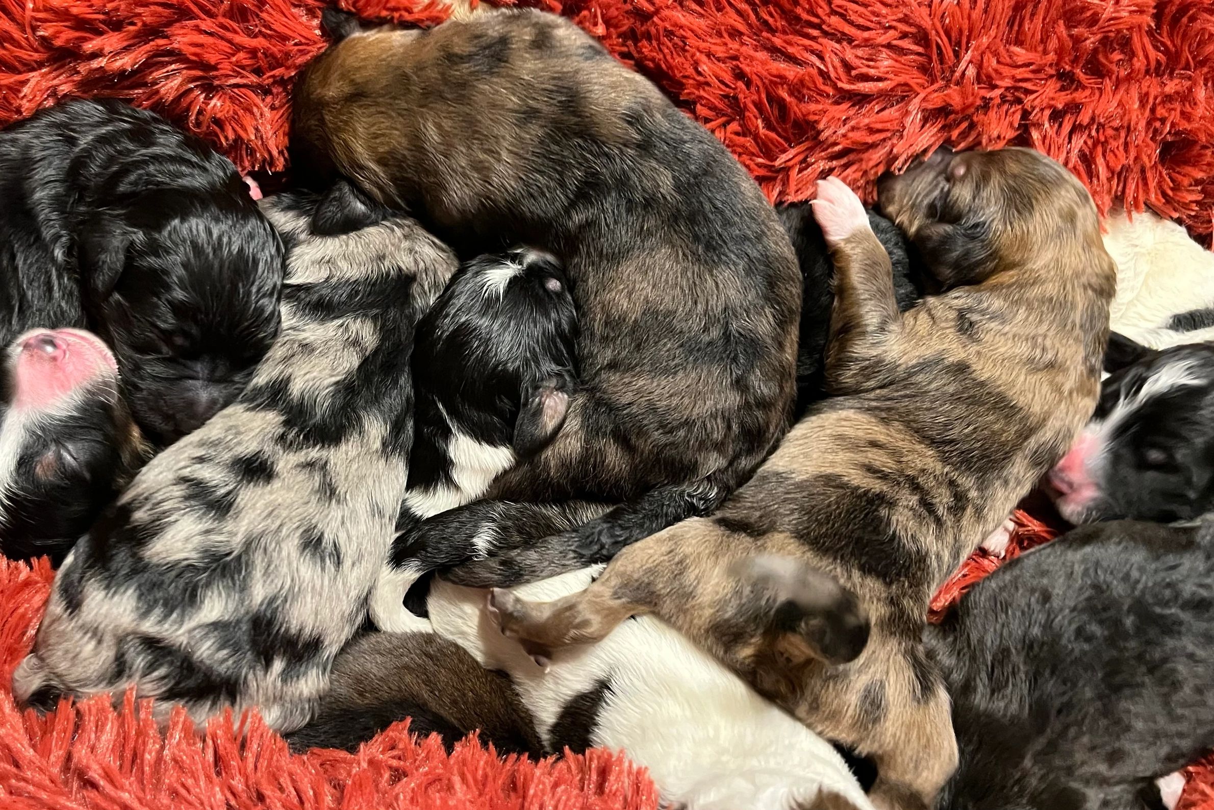 Puppies are here! Born Jan 6th! 