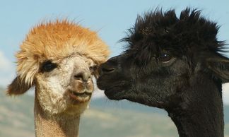 Alpacas from Sunrise Ranch in Utah