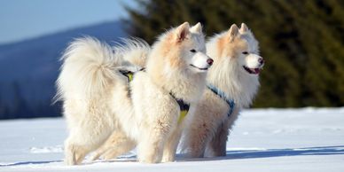 Samoyed Sled Dogs whose undercoat is used in some of our caps and Nekkers