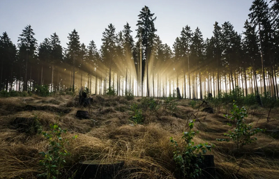 Forest with sunlight shining through the trunks