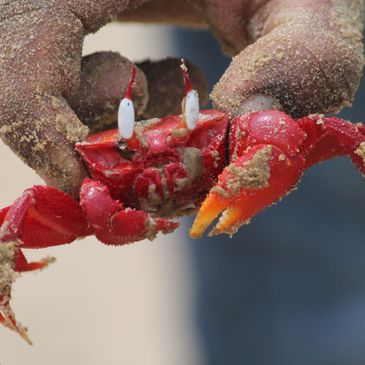 Crabs on the shore of Galapagos Island in Dice on a Deadly Sea by Jane Elzey