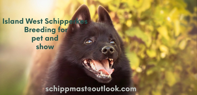  Schipperke Breeder in Canada.  