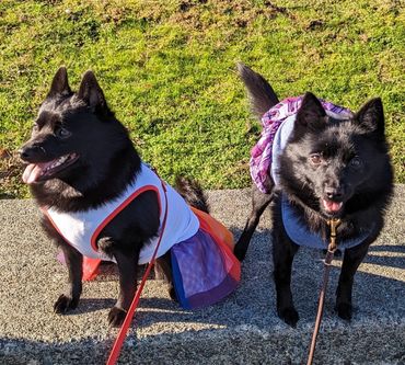  schipperkes dressed up