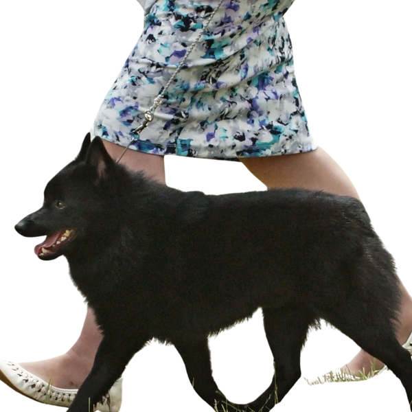schipperke trotting