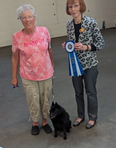 schipperke obedience win