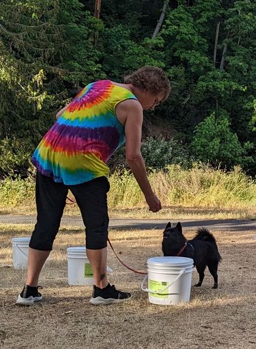 schipperke scent detection