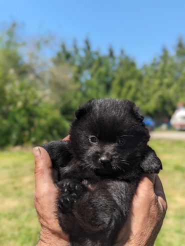  baby puppy island west schipperkes