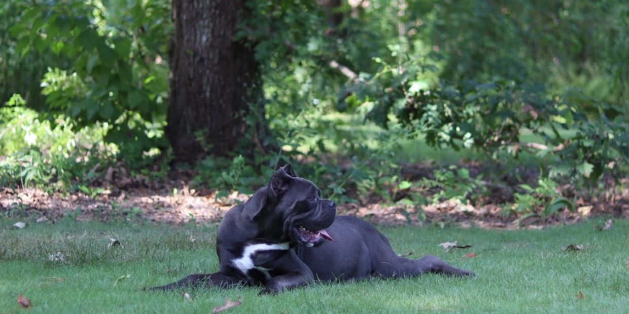 Stella female cane corso