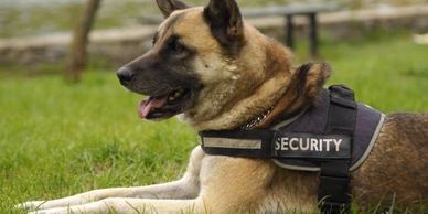 Security dog lying on grass wearing a security vest.