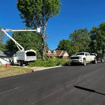 Large tree removal 