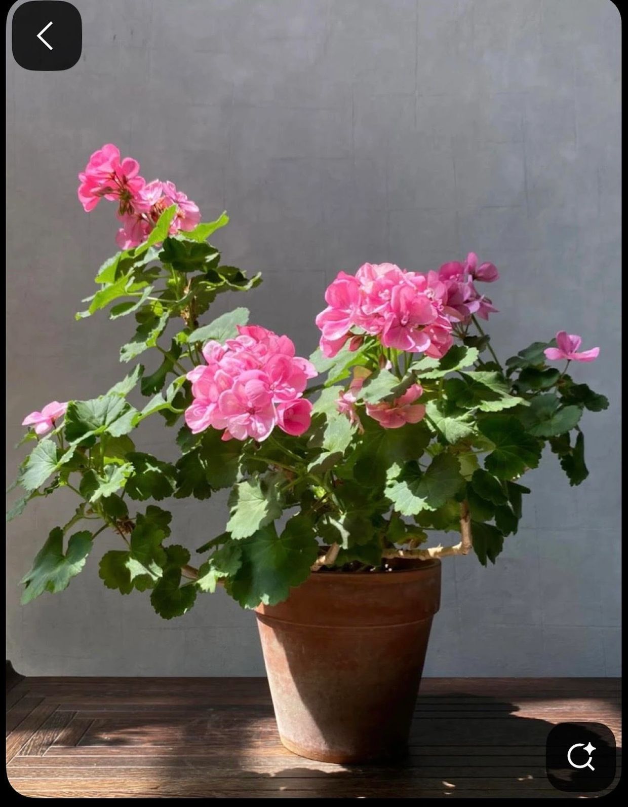 Potted pink geraniums with lush green leaves in sunlight.