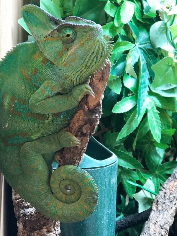 A picture of a captive bred Yemen chameleon sitting on a branch