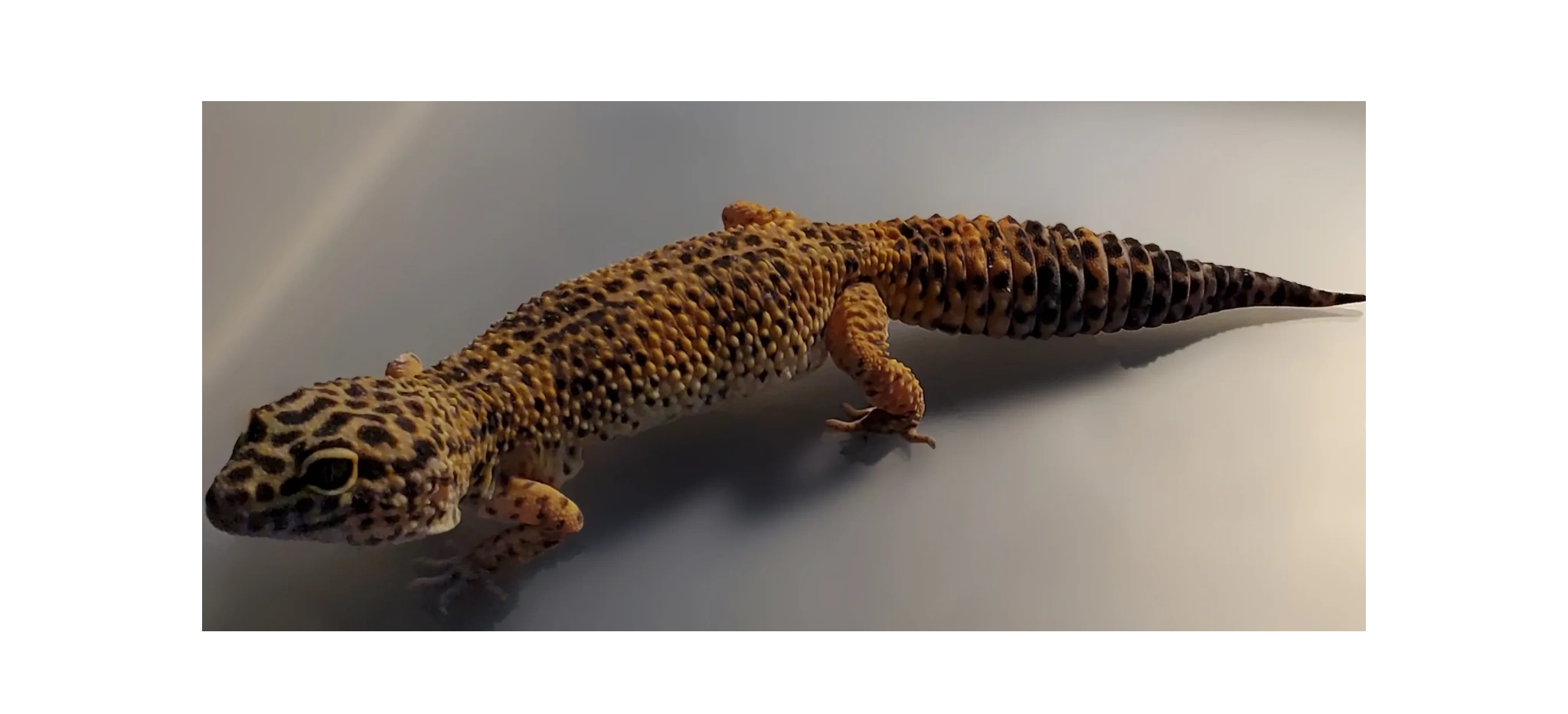 Available Reptiles