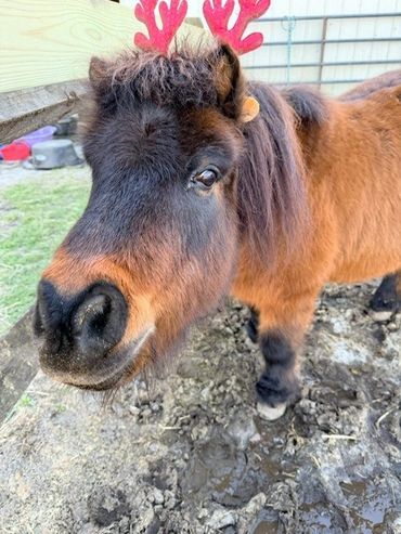 Close-up of a miniature horse wearing red antler decorations.
