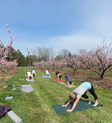 Orchard yoga flow at Manoff Market & Gardens in New Hope, PA.
