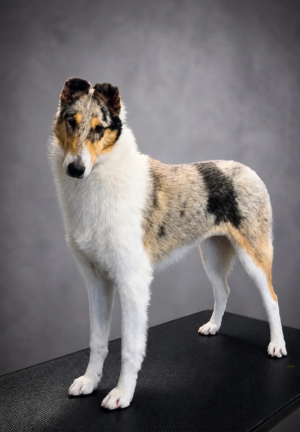 A standing merle Collie dog with a focused expression.