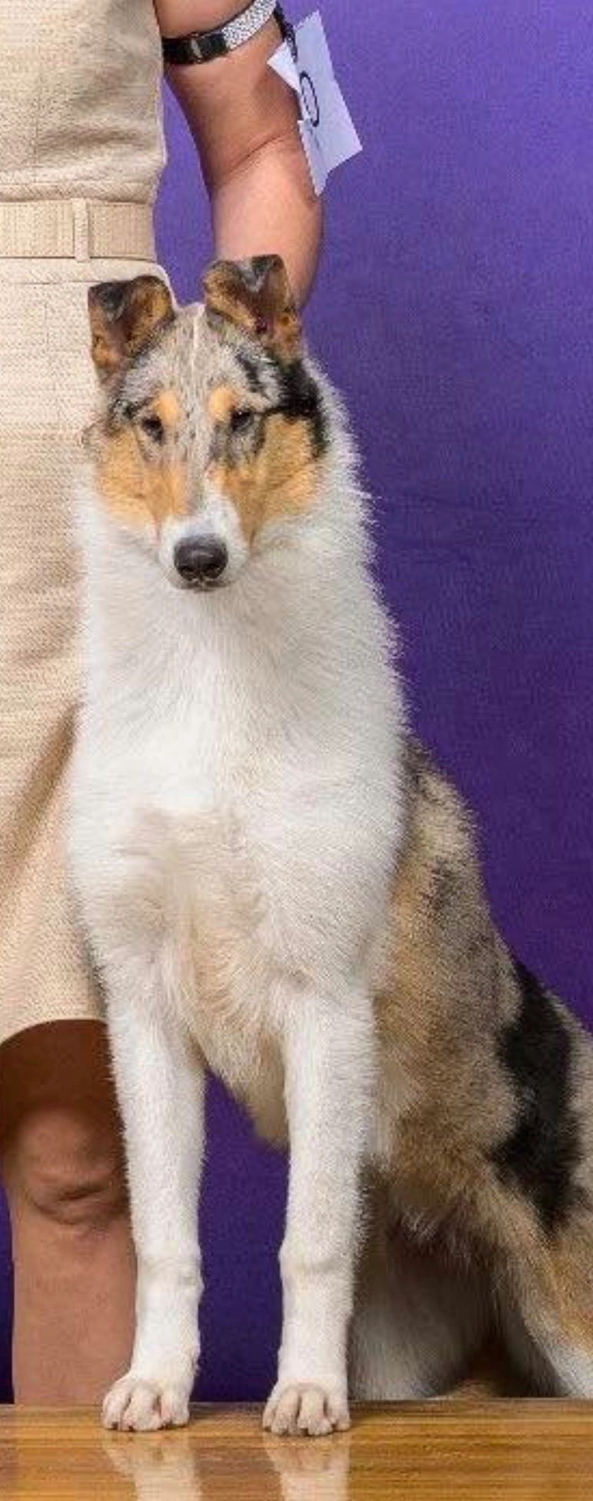 A beautiful Rough Collie standing next to a person.
