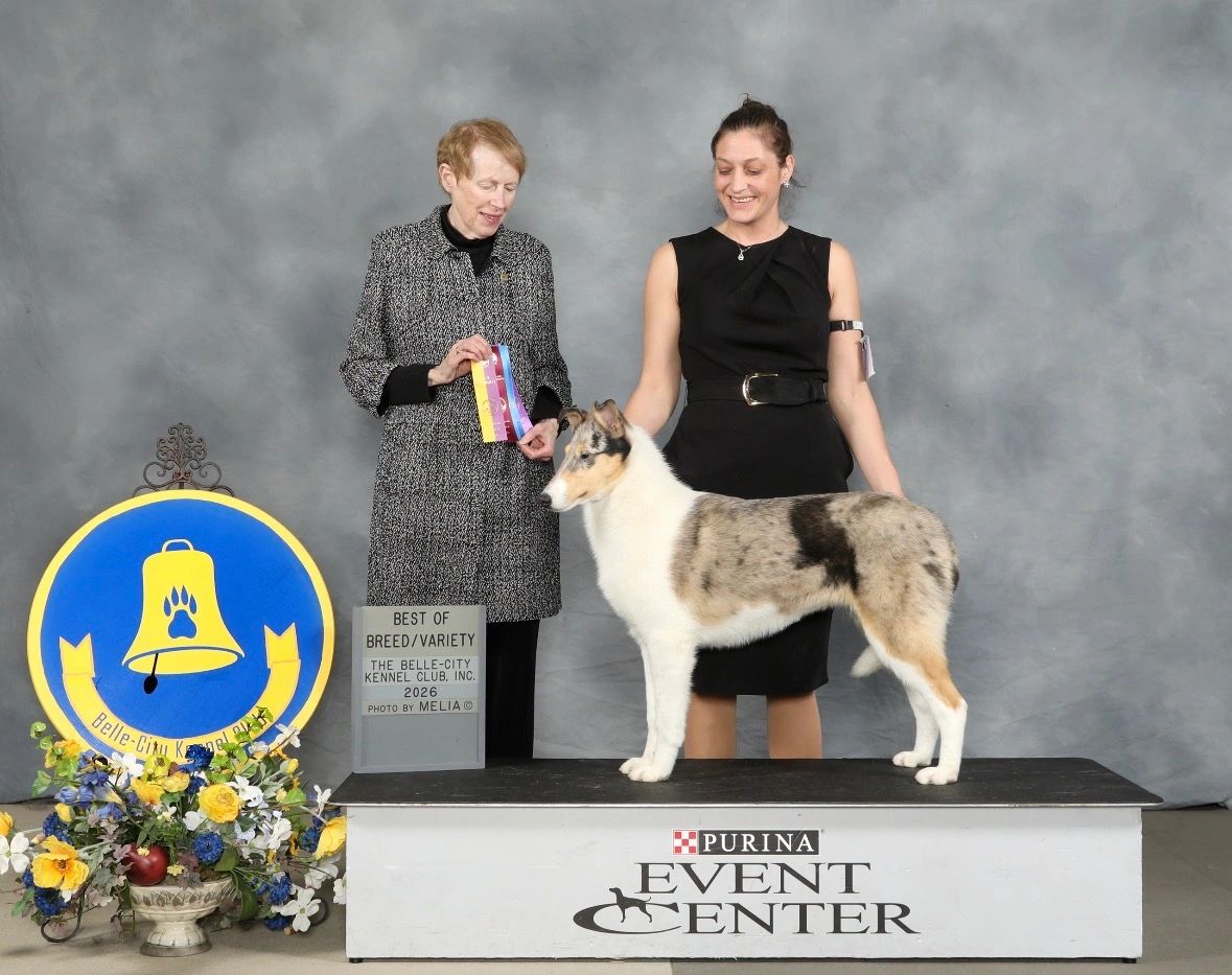 A dog wins Best of Breed at a dog show.
