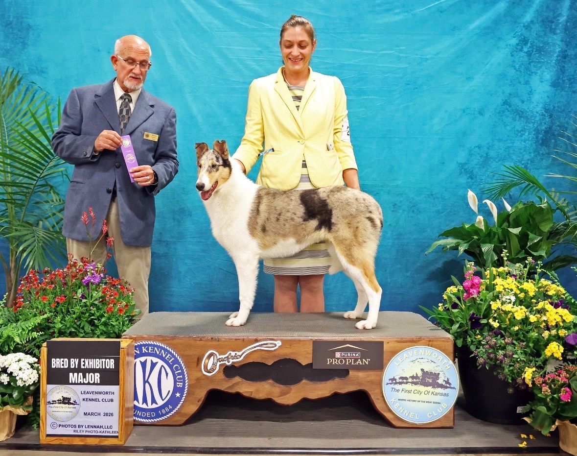 Collie dog winning a blue ribbon at a dog show.
