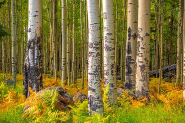Aspen Corner, Flagstaff, Arizona
