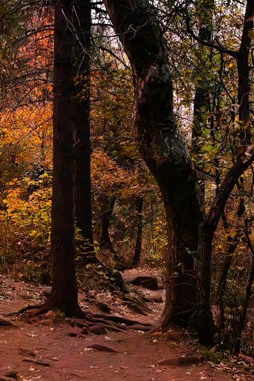 West Fork, Sedona, Arizona