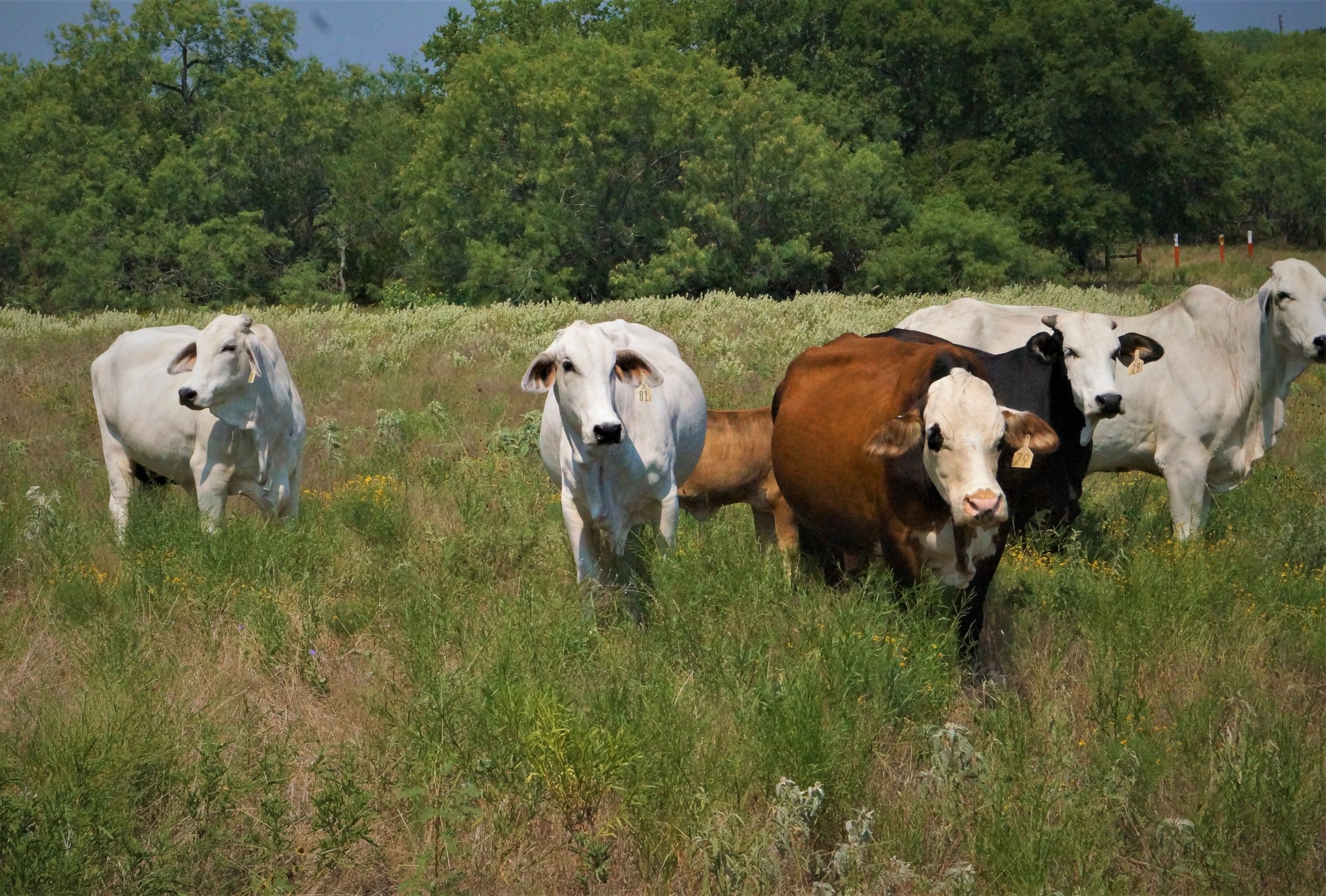 Buy Local Beef at Engelke Farm and Ranch