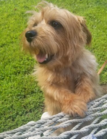 Norfolk terrier sales yorkie mix