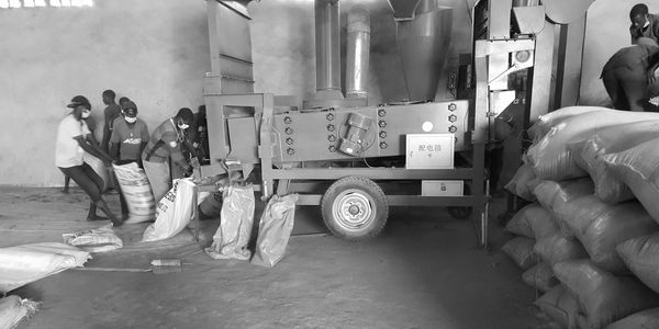 Our hardworking employees carrying out the cleaning/processing of sesame seeds to 98.5% quality.