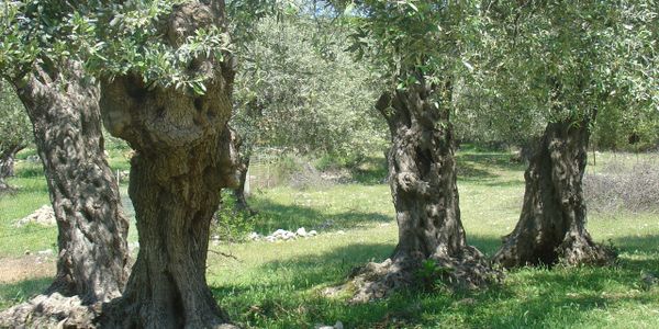 Olive trees in Rahoni Thassos