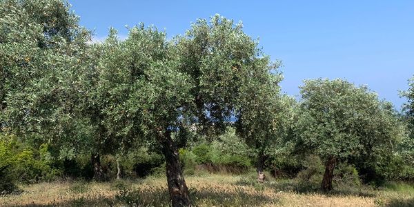 Olive trees from Prinos, Thassos Island