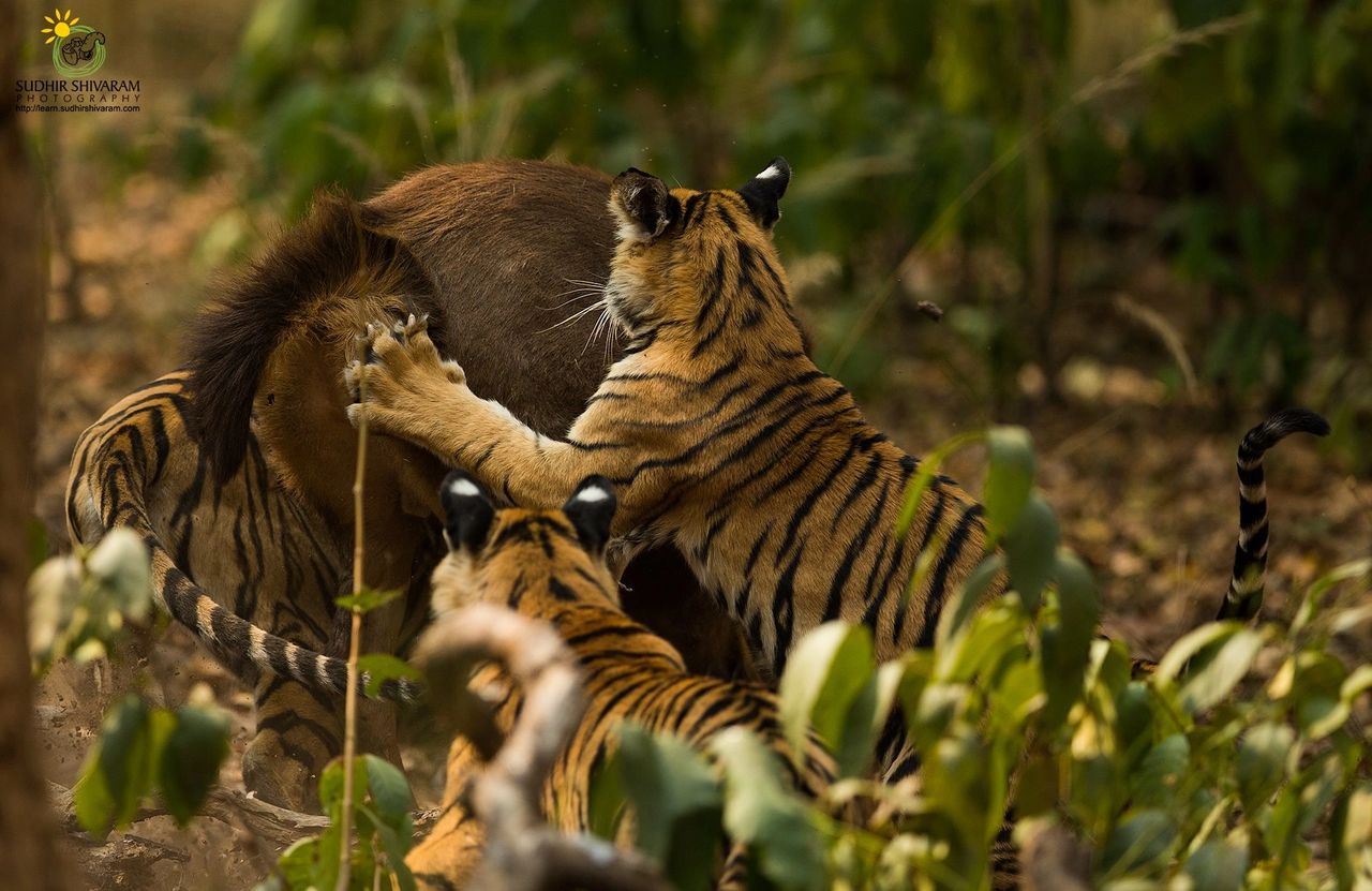 Evolution of Tigers  The Evolution of Tigers