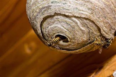 Close-up of wasps entering a large paper wasp nest attached to wood.