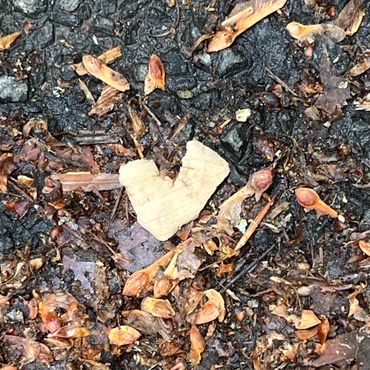love in a fallen leaf