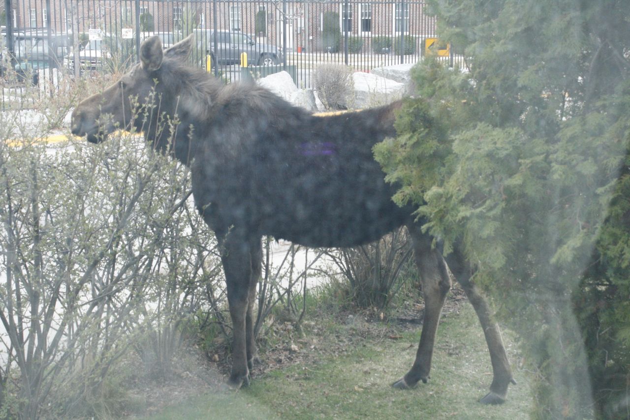 One of the neighbor's kids in our yard