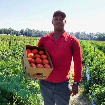 Man holding a box of tomatoes in a lush farm field.