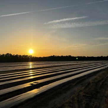 Sunset over a field with rows of plastic-covered soil reflecting the light.