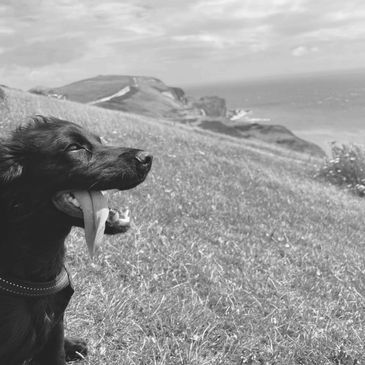 dog with tongue out durdle door